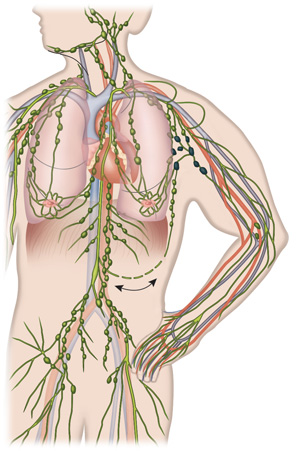 a drawing of the lymphatic system