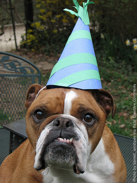 Image of dog wearing birthday hat