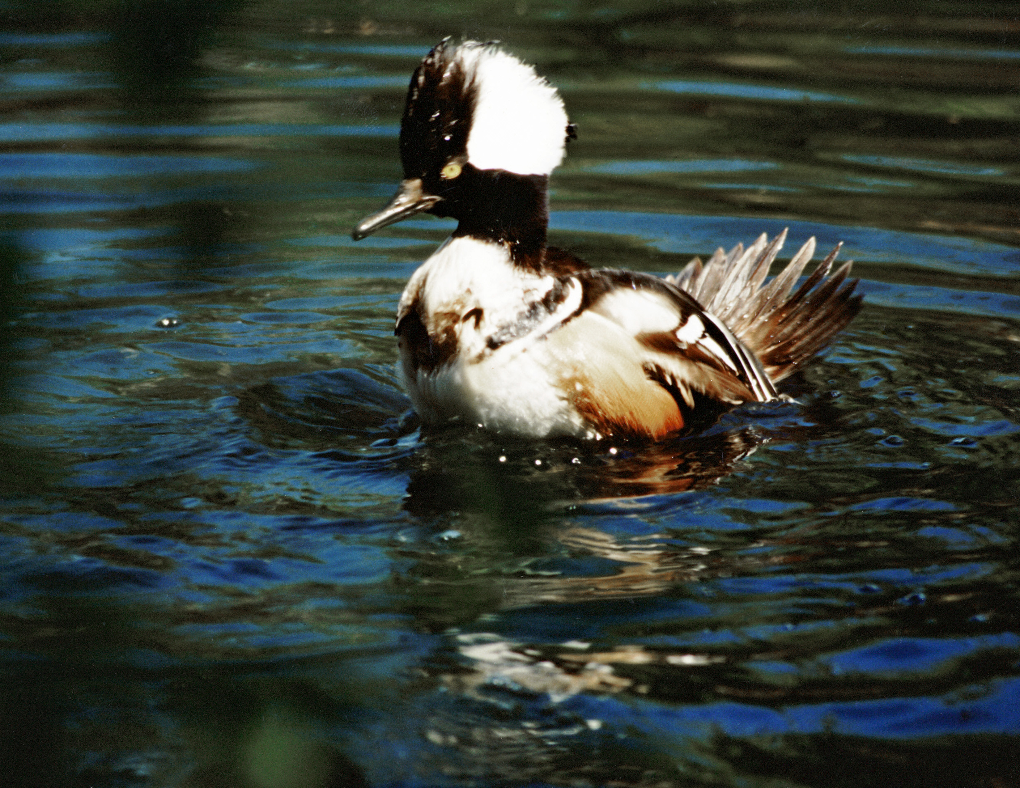 Image of duck in pond