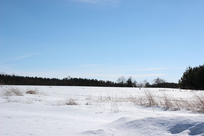 Image of a field in winter