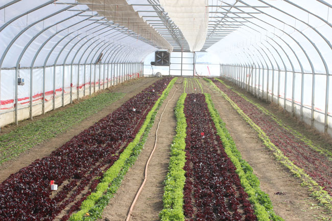 Image of the inside of a greenhouse with produce growing