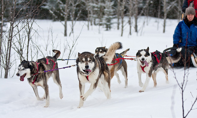 Image of a team of dogs pulling a dog sled