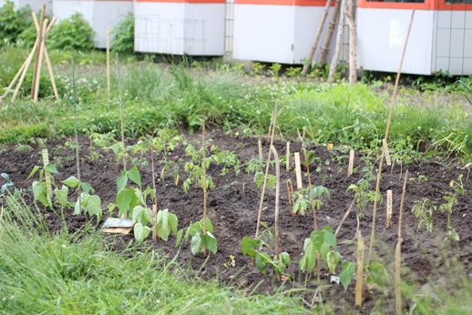 Image of food growing in the Real Food Garden