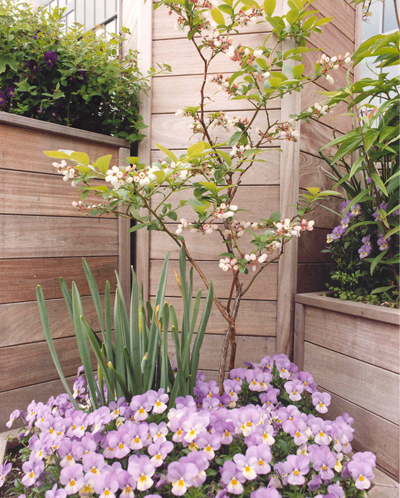 Image of a small flower garden