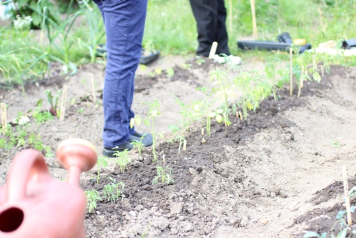 Image of the Real Food Garden