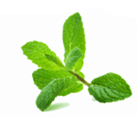 Image of mint