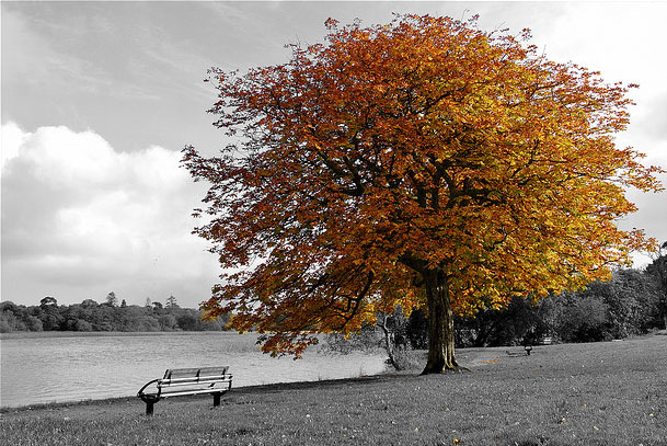 Stylized image of a tree in fall with orange leaves