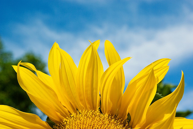 Image of a sunflower in front of a blue sky