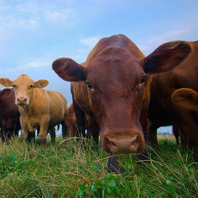 Image of cows on a farm