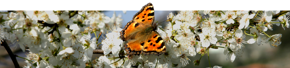 Image of a butterfly