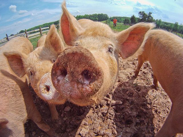 Image of a group of pigs on a farm