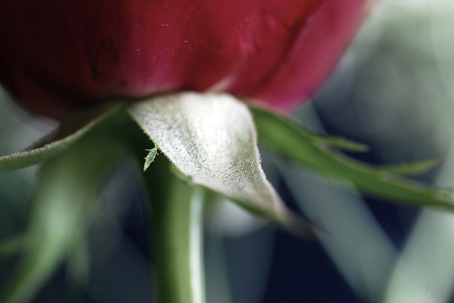 Image of a close-up of a red rose